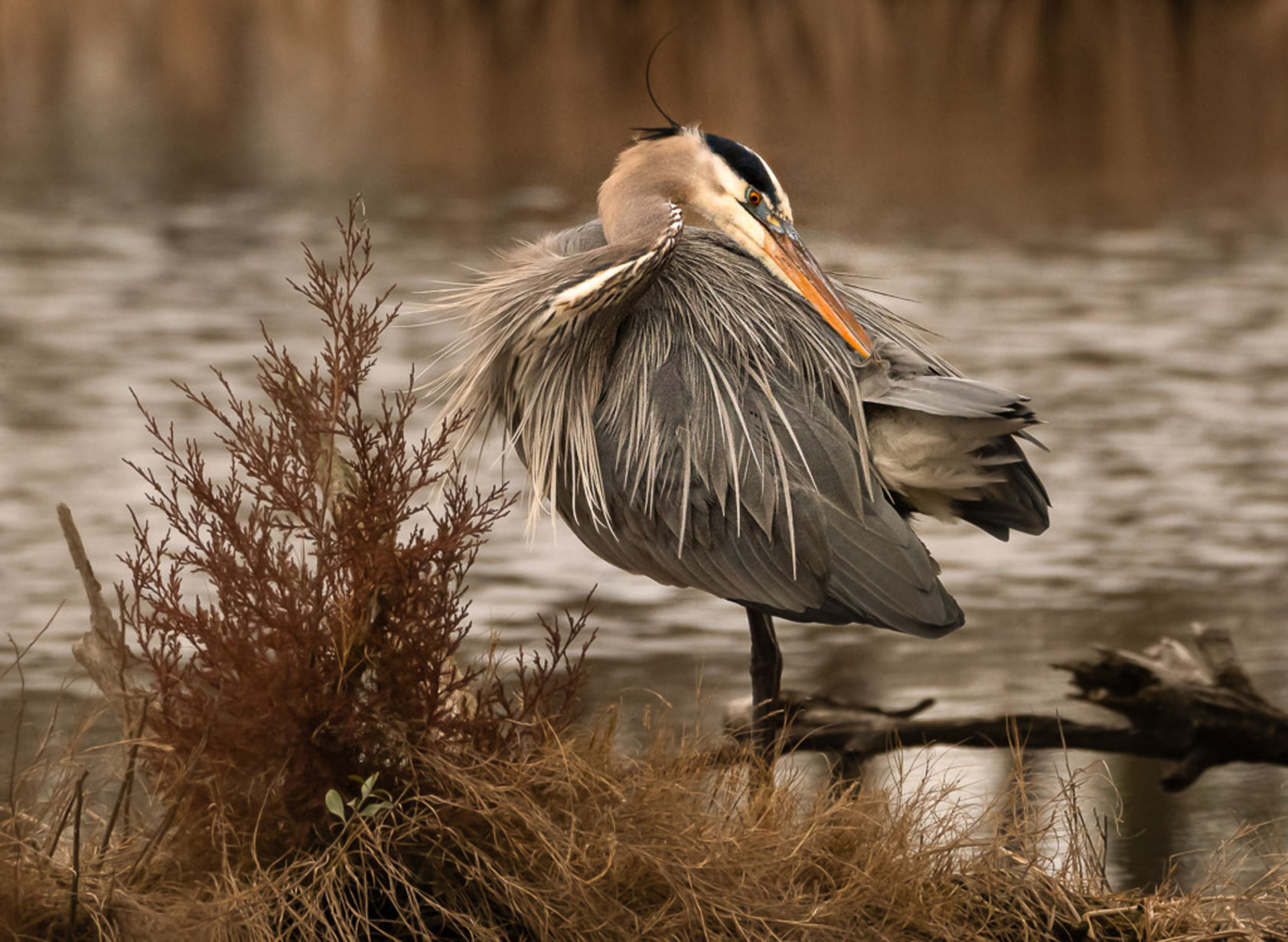 Wayne Zussman photo "Preening Heron"
